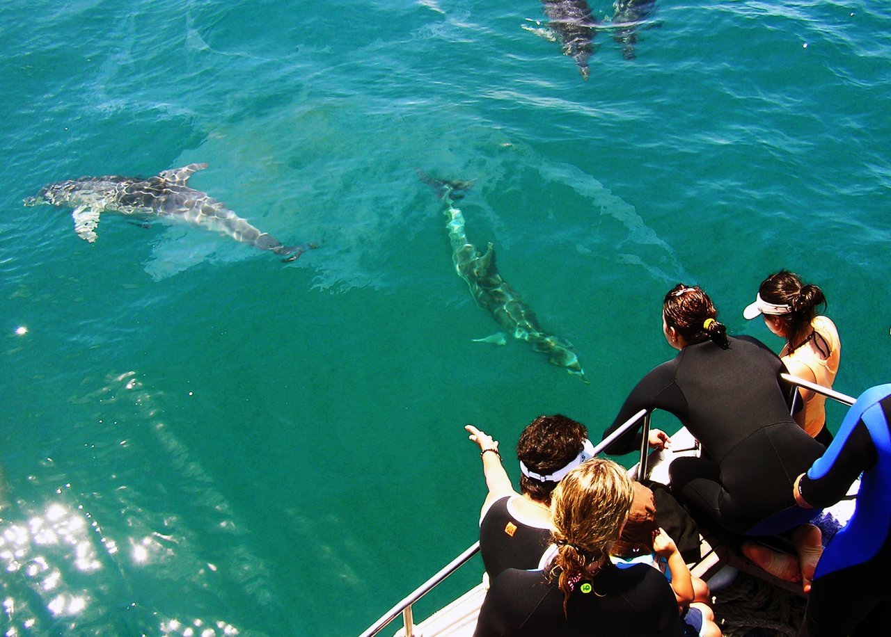 People onboard a Sea All Dolphin Swims tour watching dolphins swim beside the boat