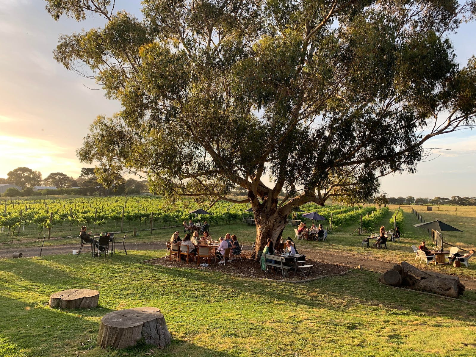 The outdoor dining area and vineyards of Bennetts on Bellarine.