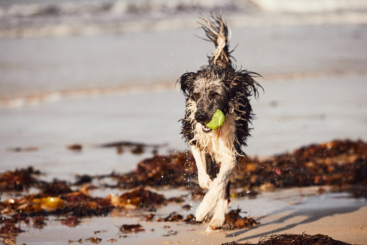 A wet dog running along the beach with a ball in its mouth.