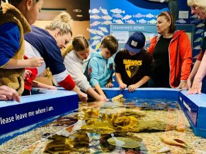 Children surround a touch tank with marine life at the Queenscliff Marine and Freshwater Discovery.
