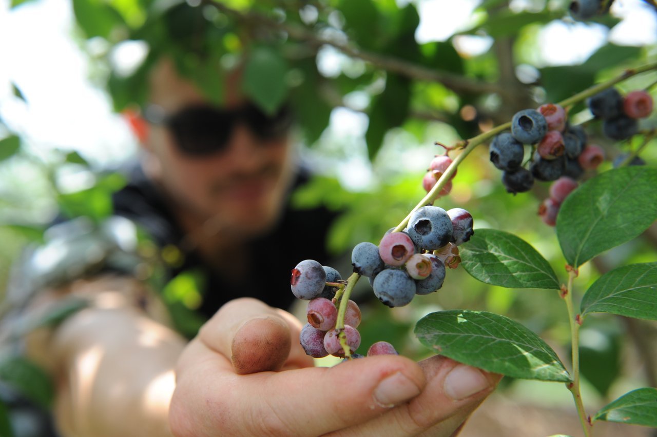 Male picking blueberries