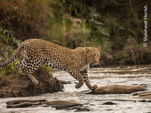 Wildlife Photographer of the Year 2023 - photo of Leopard